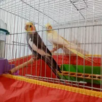 جهت عروس هلندی بشرت تخم وجوجه.