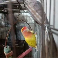 طوطی برزیلی