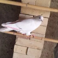 کبوتر غریب|پرنده|خان ببین, |دیوار