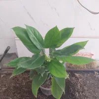 گل و گیاه فیلودندرون گوش گرگی