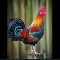 خروس محلی برای کشتاروقربانی