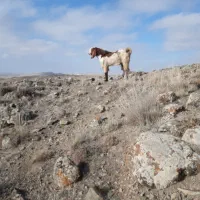 بز پاکستانی|حیوانات مزرعه|نمین, |دیوار