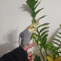 عروس هلندی نر|پرنده|تهران, امام زاده عبدالله|دیوار