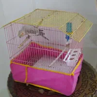 عروس هلندی ماده سالم وسرحال|پرنده|اسلامشهر, شهرک مهدیه|دیوار