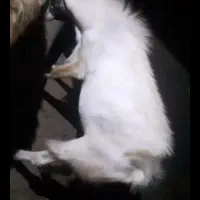 فروش فوری چاخ سرحال