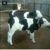 فروش گوساله|حیوانات مزرعه|قزوین, |دیوار