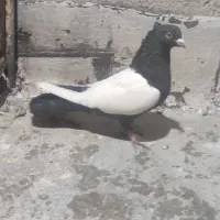 کفتر رنگی سینه سیاه