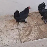 مرغ رسمی سالم فروشی