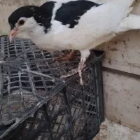 کفتر جوجه خال سیاه