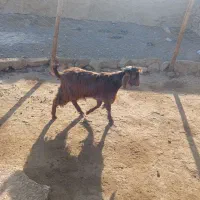 بزغاله نر ومیش ابستن|حیوانات مزرعه|همدان, |دیوار