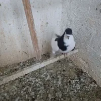 چپ سیاه نر|پرنده|قزوین, |دیوار