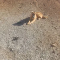 سگ گله|سگ|سمیرم, |دیوار