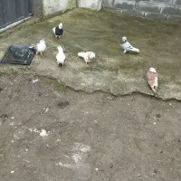 کبوتر|پرنده|گرمه, |دیوار