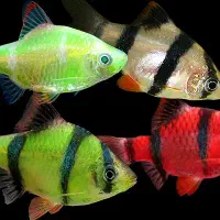 ماهی تایگر بارب در سالن پرورش ماهی دورنیکا