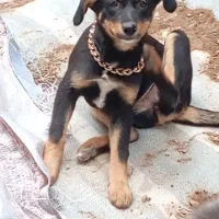 توله ۴ماهه ماده میکس دوبرمن