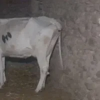 گاوشیش ماه آبستن
