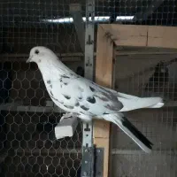 کفتر خال پیس|پرنده|تهران, کیانشهر|دیوار