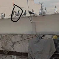 سار سبز گمشده نر در محدوده چهارراه ورزش حسابی