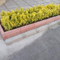 خدمات باغبانی و گلکاری|خدمات باغبانی و درختکاری|تهران, فردوسی|دیوار