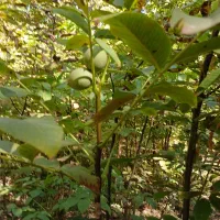 فروش نهال گردوی زود بار ده|خدمات باغبانی و درختکاری|مرند, |دیوار