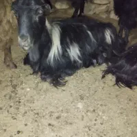 10عدد بور درجه 1