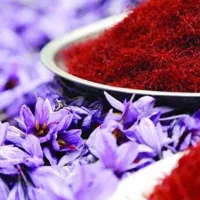 گل زعفران با عیار وکیفیت بالا ارزان وتازه بخر