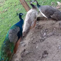 پرنده بهشتی|پرنده|بندر انزلی, جفرود پایین|دیوار