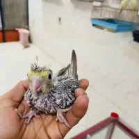 جوجه عروس هلندی|پرنده|میناب, |دیوار
