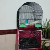 عروس هلندی با قفس