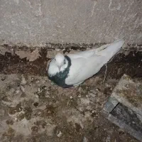 کفتر هم ماده هم نر|پرنده|شیروان (خراسان), |دیوار