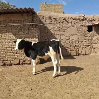 یک عدد گوساله نر پای پرواری