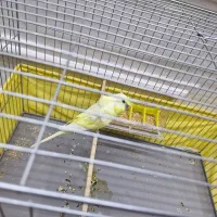 مرغ عشق  پروانه ای نر|پرنده|رباط‌کریم, رباط‌کریم|دیوار