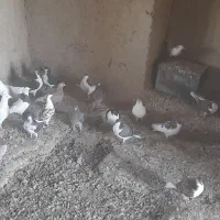 جفت 350تومان