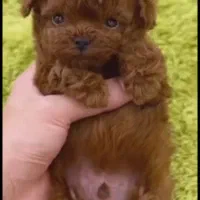 سگ تاینی پودل و توی پودل سایز صفر|سگ|تهران, سعادت‌آباد|دیوار