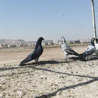 کبوتر پرشی|پرنده|قم, شهر قائم|دیوار
