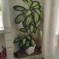 گل دیفن 2مترقد