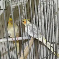 فروش چند جفت عروس هلندی مولد|پرنده|کرج, شاهین‌ویلا|دیوار