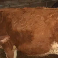 فروش گاو تلیسه ۶ماه آبستن