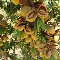 فروش ویژه نهال بادام آذر و تونو