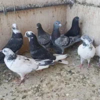 گرفتنی همه سالم|پرنده|قم, هفت تیر|دیوار