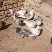 کبوتر|پرنده|بروجن, |دیوار