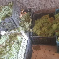 انگورمناسب شیره