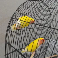 فروش جفت طوطی برزیلی جوان قیمت۲۷۰۰ تومان