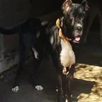 سگ سرابی|سگ|رشت, جماران|دیوار