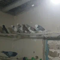 کبوتر غریب گرفتم هرکی خواست درخدمتم