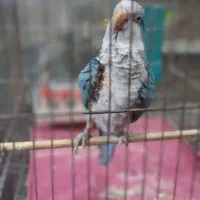 طوطی راهب ابی|پرنده|نسیم‌شهر, |دیوار