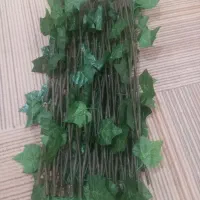 گرین وال آکاردئونی