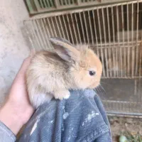 بچه خرگوش پشمالو
