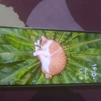 گوشی شیامی نت13