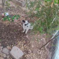 سگ پا کوتاه|سگ|مسجد سلیمان, |دیوار